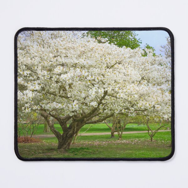Item preview, Cherry Blossom Tree designed and sold by Alisonchambers2.