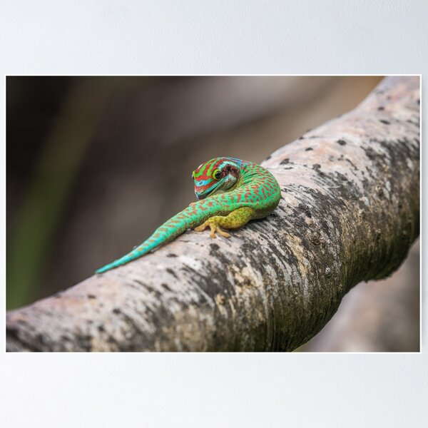 Item preview, Manapany Day Gecko designed and sold by Markus A. Roesch.