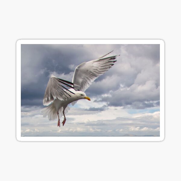 Item preview, Herring Gull designed and sold by FXST.