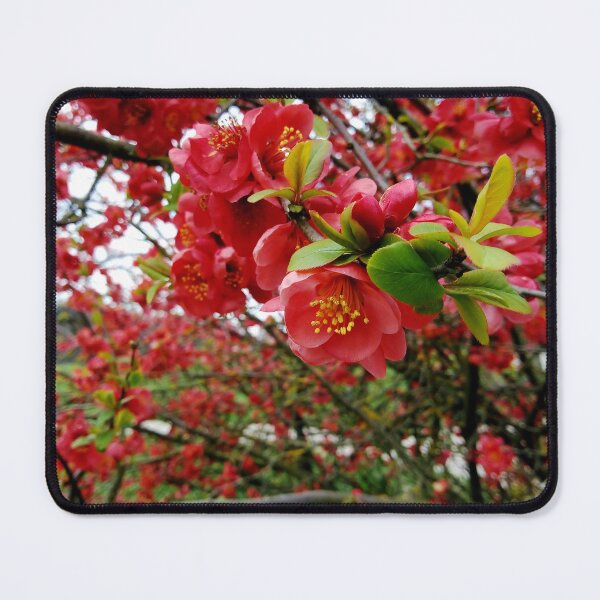 Item preview, Flowering Quince 3 original artwork designed and sold by paragonDesign28.