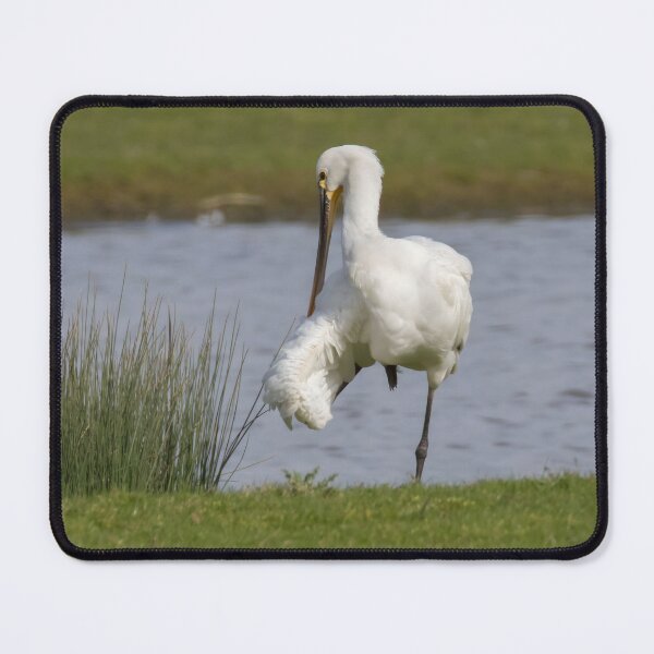 Item preview, Eurasian Spoonbill designed and sold by LaurenTucker.