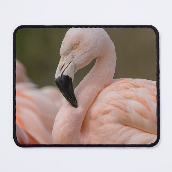 Item preview, Chilean Flamingo designed and sold by LaurenTucker.