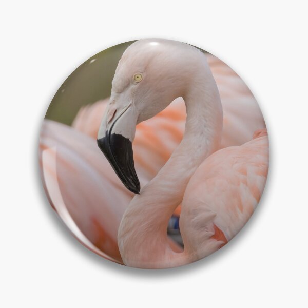 Item preview, Chilean Flamingo designed and sold by LaurenTucker.
