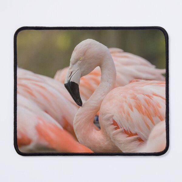 Item preview, Chilean Flamingo designed and sold by LaurenTucker.
