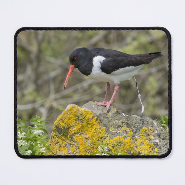 Item preview, Eurasian Oystercatcher designed and sold by LaurenTucker.
