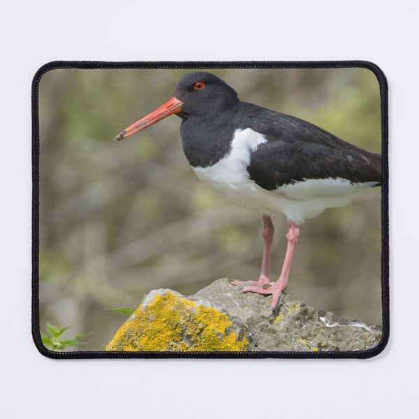 Item preview, Eurasian Oystercatcher designed and sold by LaurenTucker.