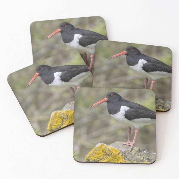 Item preview, Eurasian Oystercatcher designed and sold by LaurenTucker.