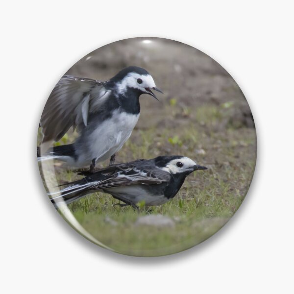 Item preview, Pied Wagtail designed and sold by LaurenTucker.