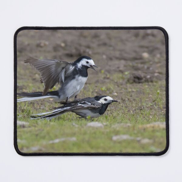 Item preview, Pied Wagtail designed and sold by LaurenTucker.