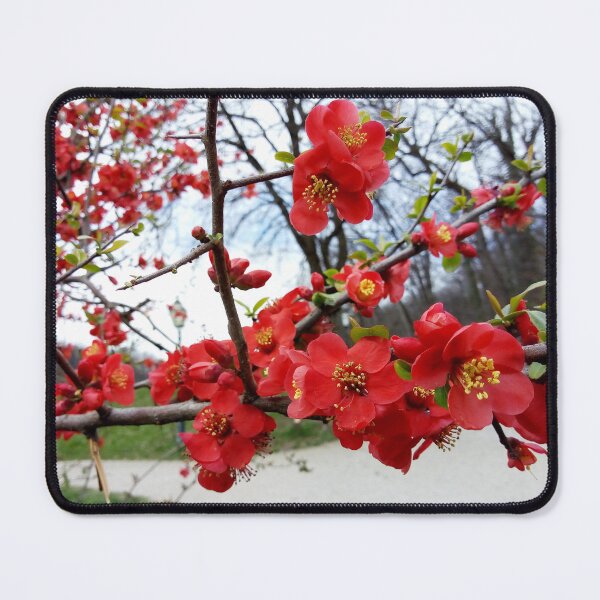 Item preview, Flowering Quince 4 original artwork designed and sold by paragonDesign28.