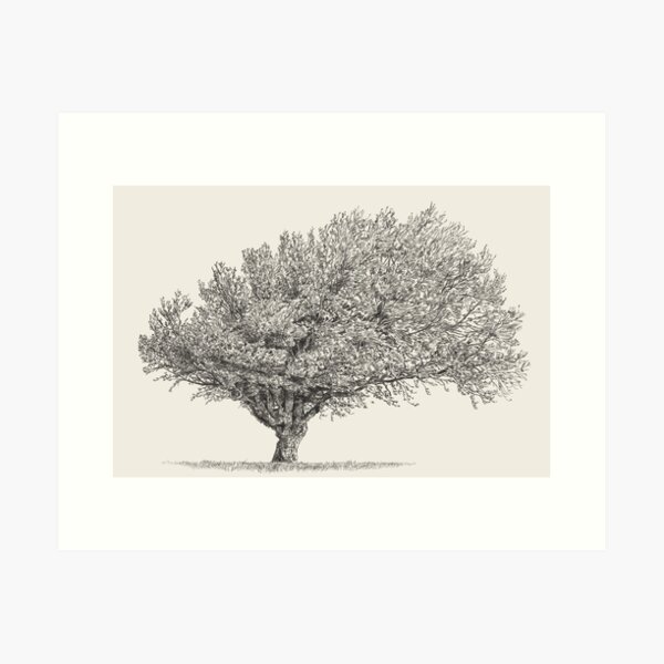 Item preview, Beech Tree - Pencil Sketch - Back and White  designed and sold by kolonjArt.