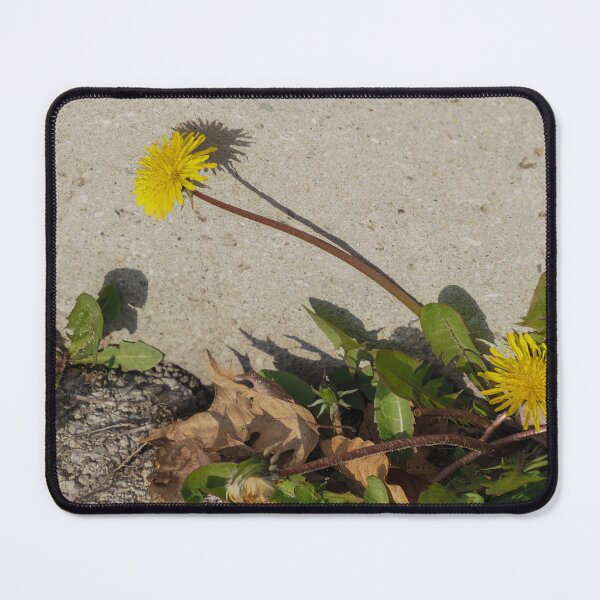 Item preview, Dandelions Pushing Up in the City designed and sold by Gerda Grice Photography.