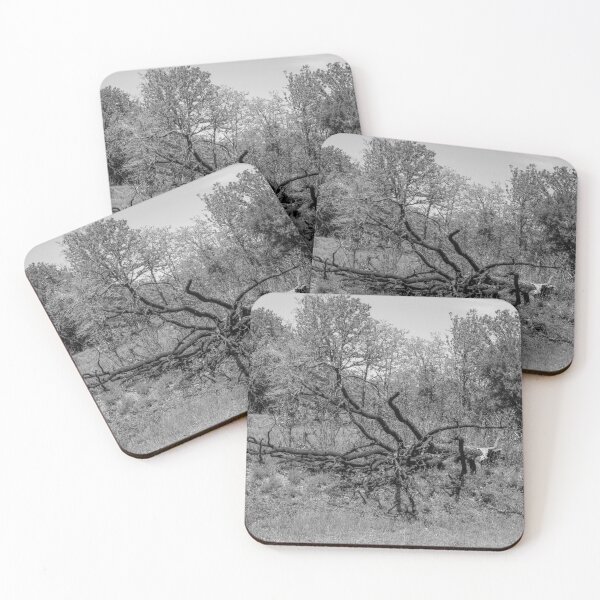 Item preview, Black and white of felled tree designed and sold by Stephanie SD3 Creative.