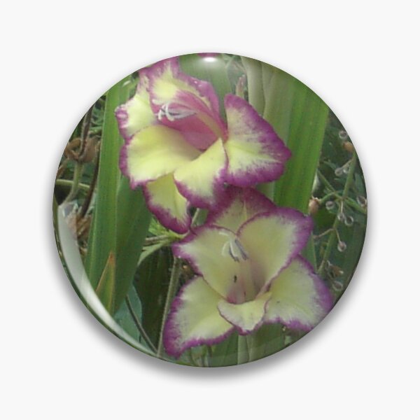 Item preview, Two-coloured Gladiolus designed and sold by lezvee.