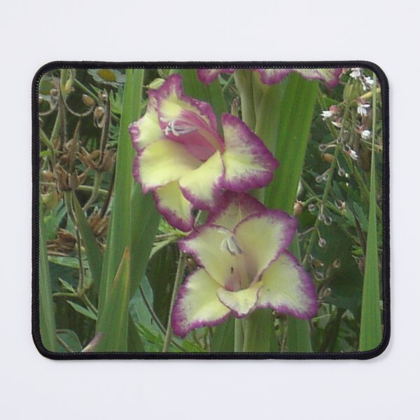 Item preview, Two-coloured Gladiolus designed and sold by lezvee.