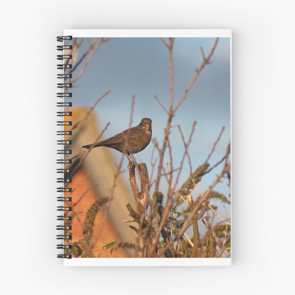 Item preview, sunny bird designed and sold by Perggals© - Stacey Turner.