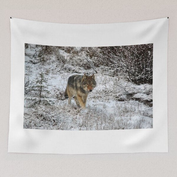 Item preview, Lone Wolf - Kootenay National Park designed and sold by James (820Photography) Anderson.
