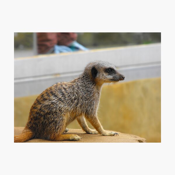 Item preview, cutie in colour designed and sold by Perggals© - Stacey Turner.
