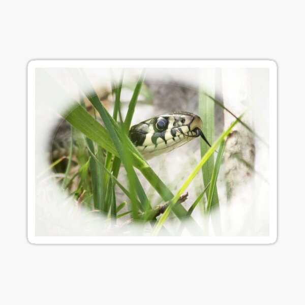 Item preview, grass snake designed and sold by Katja LebenFreude.