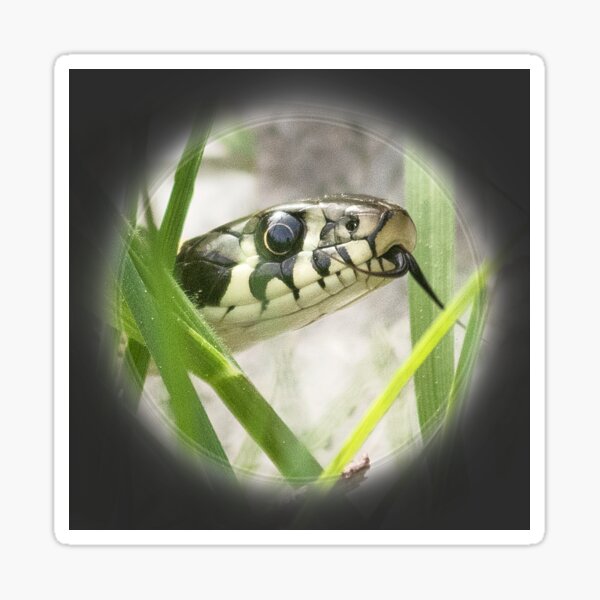 Item preview, Snakehead designed and sold by Katja LebenFreude.