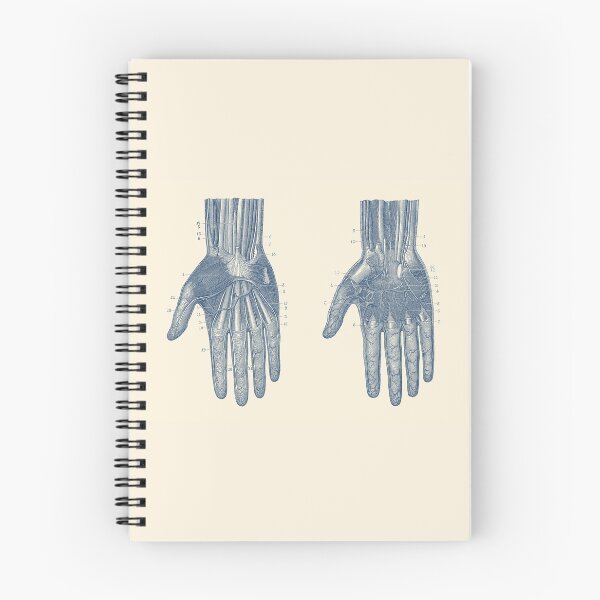 Item preview, Hand Muscular and Circulatory Systems - Dual View designed and sold by VAposters.