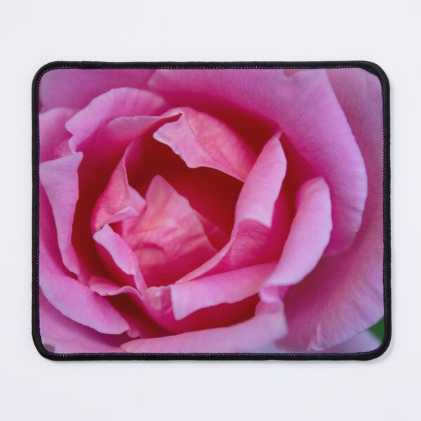 Item preview, Pink rose at home garden designed and sold by mohamedeldin.