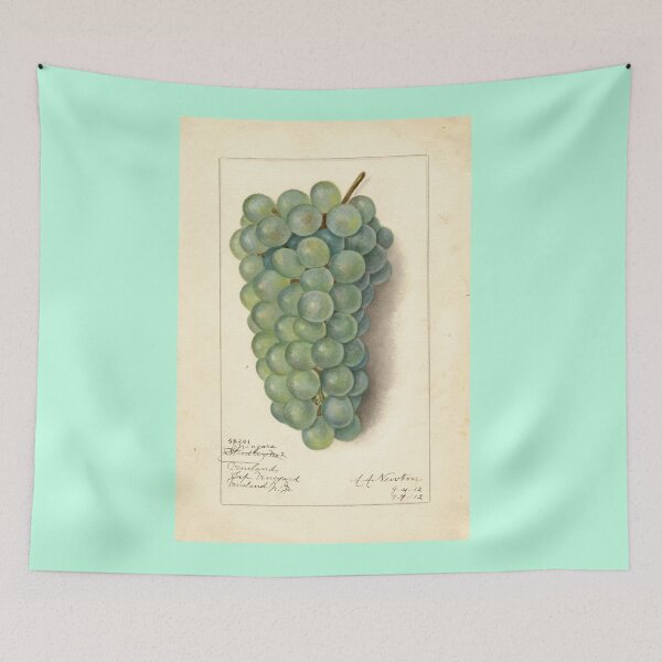 Item preview, Vitis Niagara, grapes Scientific Vintage Illustration designed and sold by Lacasadellora.