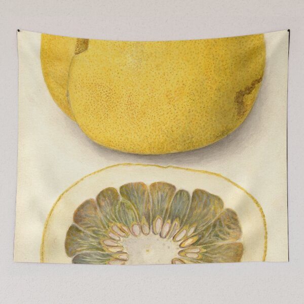 Item preview, Citrus paradisi, Grapefruit Scientific Vintage Illustration designed and sold by Lacasadellora.