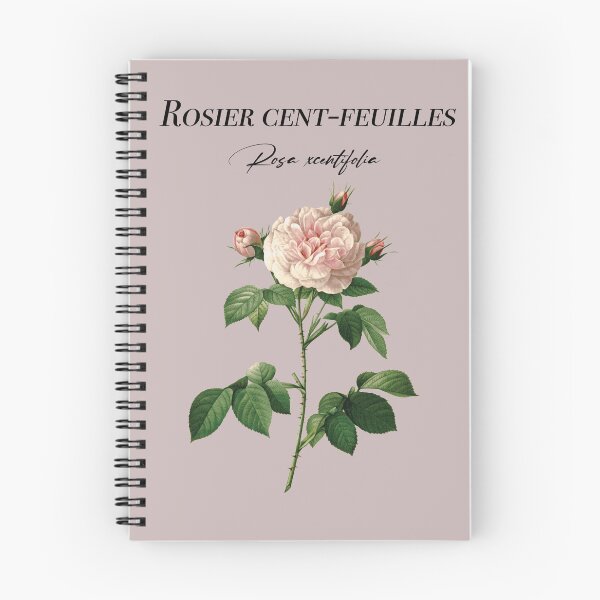 Item preview, Hundred-leaf rose bush designed and sold by Aginwulf.