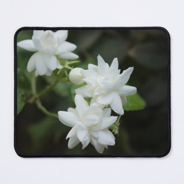 Item preview, white Arabian jasmine flowers designed and sold by mohamedeldin.