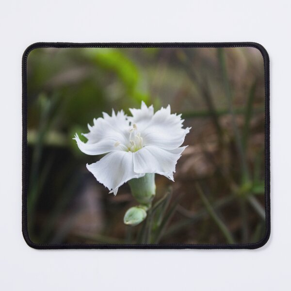 Item preview, White cloves flower designed and sold by mohamedeldin.