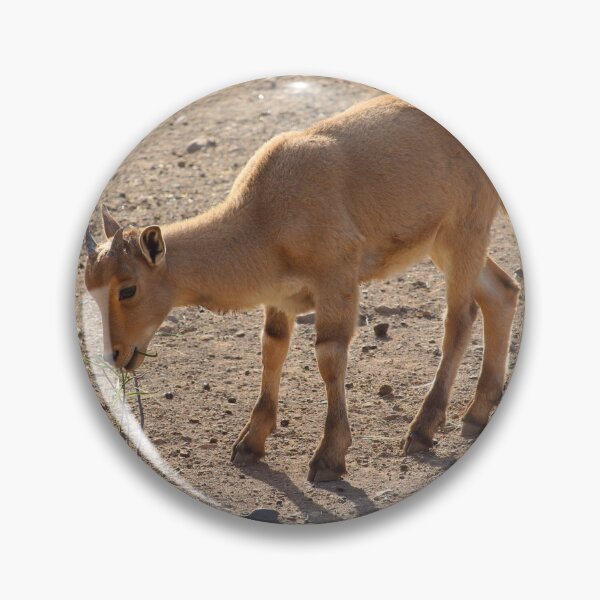 Item preview, Young Cuviers Gazelle Spain designed and sold by eddiebarronshop.
