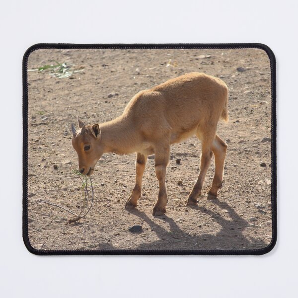 Item preview, Young Cuviers Gazelle Spain designed and sold by eddiebarronshop.