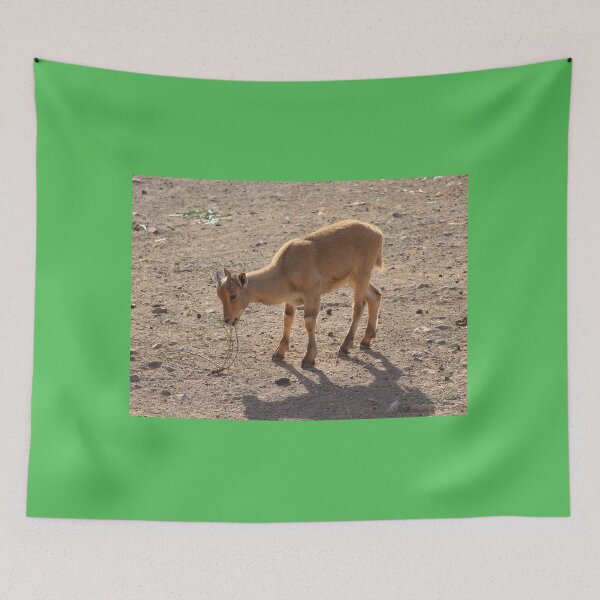 Item preview, Young Cuviers Gazelle Spain designed and sold by eddiebarronshop.