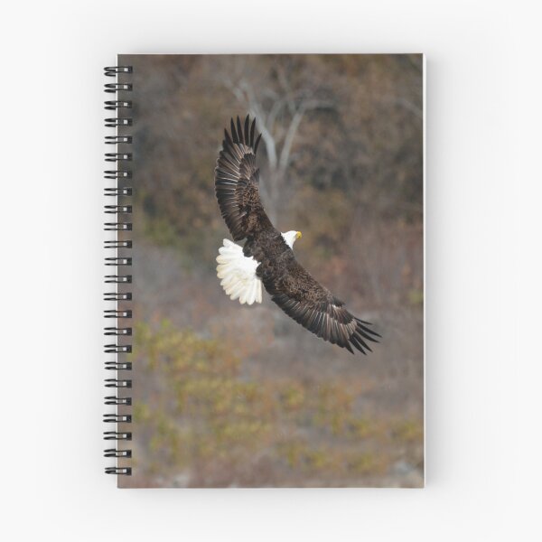 Item preview, Bald Eagle In Flight designed and sold by ginawaltersdorf.