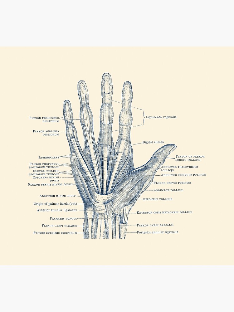 Anatomy of the hand, and how to draw hands by George Bridgman