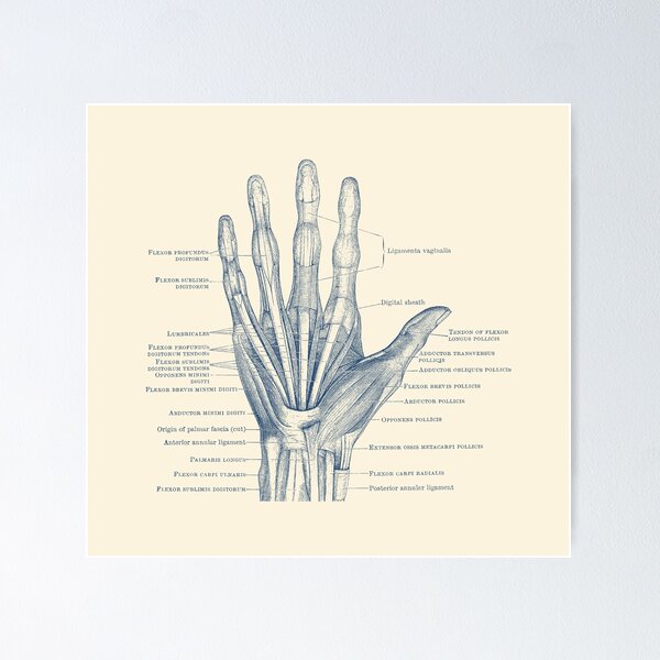 Item preview, Human Hand Diagram - Ligaments and Bones designed and sold by VAposters.