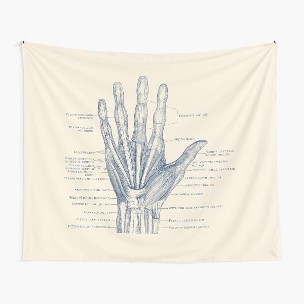 Item preview, Human Hand Diagram - Ligaments and Bones designed and sold by VAposters.