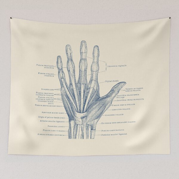 Item preview, Human Hand Diagram - Ligaments and Bones designed and sold by VAposters.