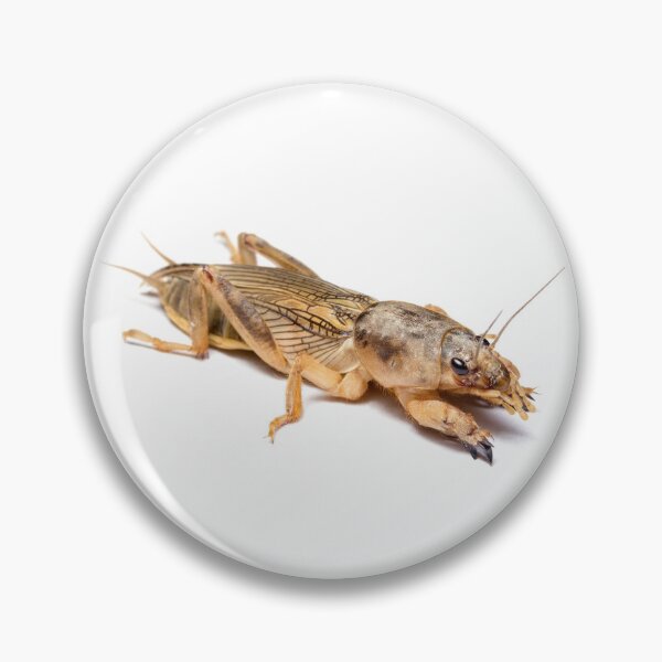 Item preview, Mole Cricket designed and sold by Magironi.