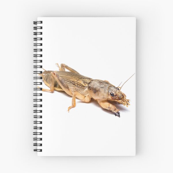 Item preview, Mole Cricket designed and sold by Magironi.