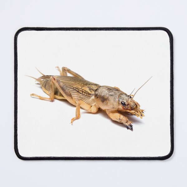Item preview, Mole Cricket designed and sold by Magironi.