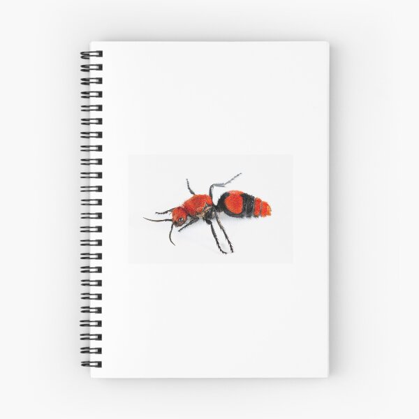 Item preview, Red Velvet Ant COW KILLER designed and sold by Magironi.