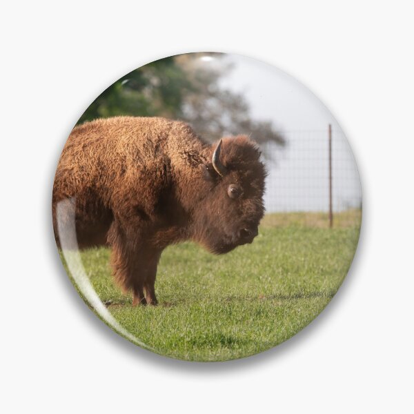 Artikelvorschau, Amerikanischer Bisonbulle steht auf einer grasbewachsenen Ranchweide entworfen und verkauft von Stretch Clendennen.