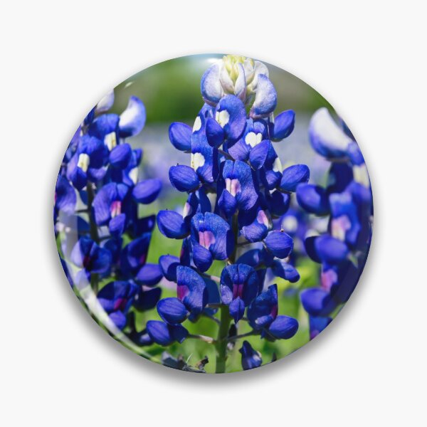 Item preview, Closeup of three Bluebonnet flowers in a meadow designed and sold by Stretch Clendennen.