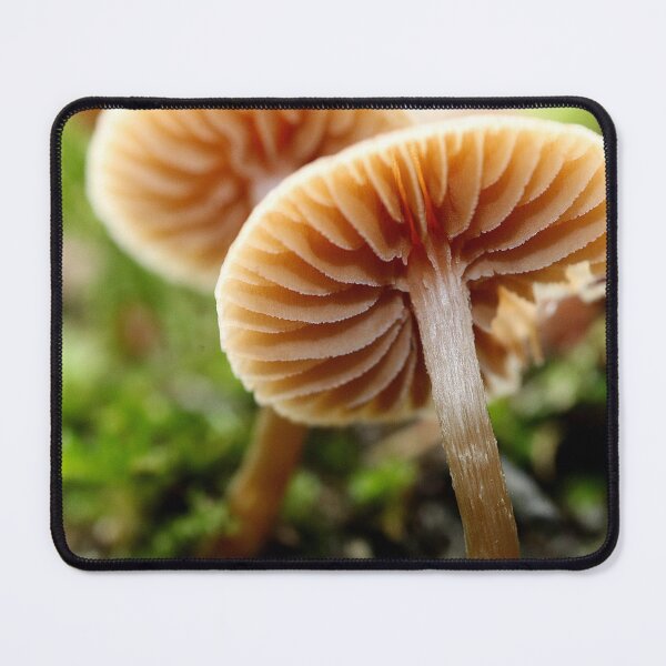 Item preview, Toadstool designed and sold by Fairoak.