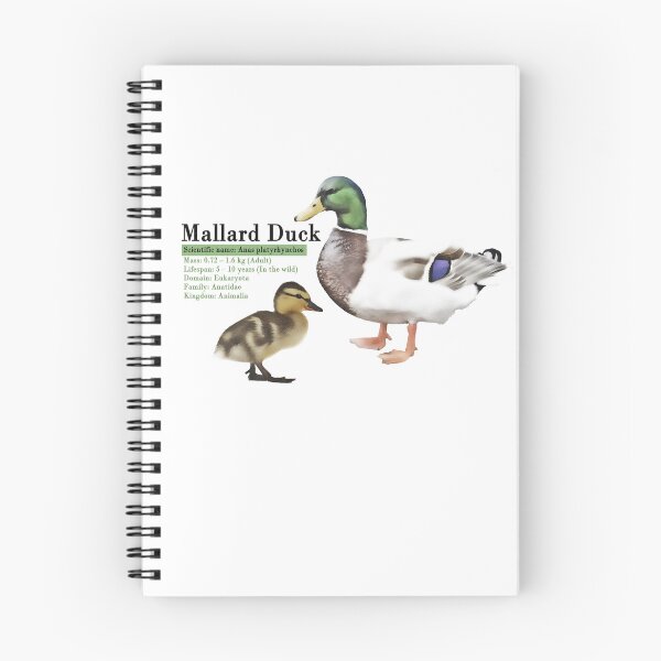 Item preview, Mallard Duck Infographic designed and sold by N0-Spaces.