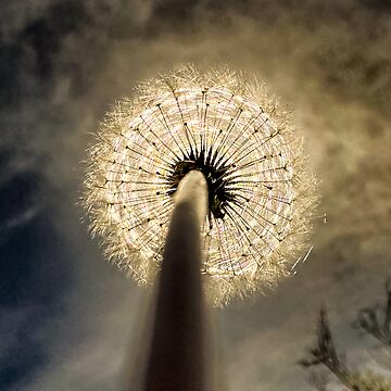 Artwork thumbnail, Dandelion Eclipse by Amber Corker