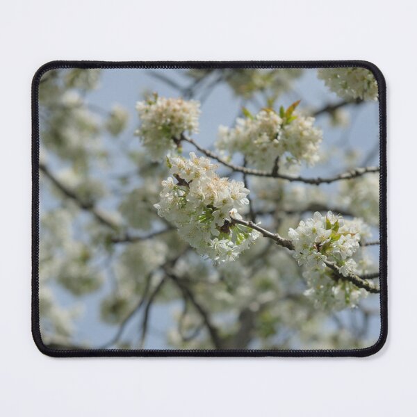 Item preview, Cherry Blossoms designed and sold by iam01110011.
