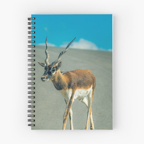 Item preview, Majestic Blackbuck in Golden Light designed and sold by Vsaditya2020.